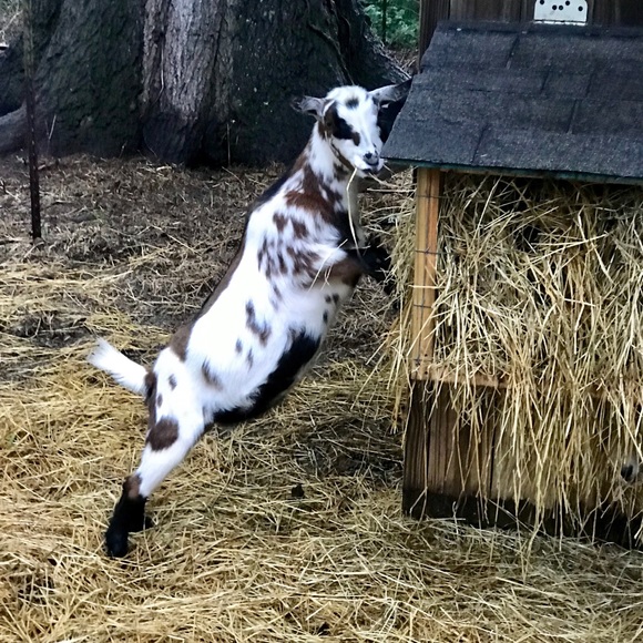 Meet your Posher, Julie - Picture 6 of 7